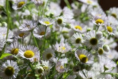 Fleabane annuel se développant d'annuus d'Erigeron ou fleabane de marguerite dans l'environnement naturel photos libres de droits Fleabane annuel se développant d'annuus d'Erigeron ou fleabane de marguerite dans l'environnement naturel photos libres de droits