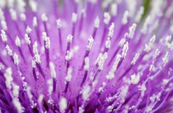 Fleur abstraite images libres de droits Fleur abstraite images libres de droits