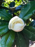 Fleur blanche de magnolia photos stock Fleur blanche de magnolia photos stock