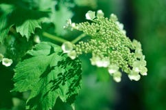 Fleur blanche de plan rapproché d'opulus de viburnum Photos stock Fleur blanche de plan rapproché d'opulus de viburnum Photos stock