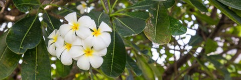 Fleur blanche de Plumeria Image stock Fleur blanche de Plumeria Image stock