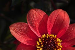 Fleur colorée rouge lumineuse de dahlia sur un fond foncé photo stock Fleur colorée rouge lumineuse de dahlia sur un fond foncé photo stock