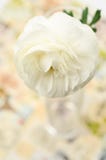 Fleur crème d'asiaticus de Ranunculus Image libre de droits Fleur crème d'asiaticus de Ranunculus Image libre de droits