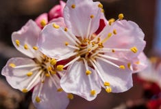 Fleur d'abricotier photographie stock libre de droits Fleur d'abricotier photographie stock libre de droits