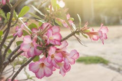 Fleur d'Adenium ou désert Rose sur l'arbre image libre de droits Fleur d'Adenium ou désert Rose sur l'arbre image libre de droits