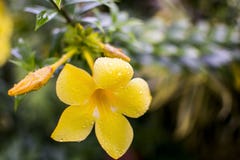 Fleur d'Allamanda après la pluie image libre de droits Fleur d'Allamanda après la pluie image libre de droits