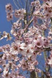 Fleur d'amande au printemps en Bulgarie photo stock Fleur d'amande au printemps en Bulgarie photo stock