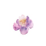 Fleur d'aquarelle Belle rose tirée par la main pourpre Conception pour illustration de vecteur Fleur d'aquarelle Belle rose tirée par la main pourpre Conception pour illustration de vecteur