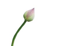 Fleur d'Otus sur le fond d'isolement avec des chemins de coupure photographie stock Fleur d'Otus sur le fond d'isolement avec des chemins de coupure photographie stock