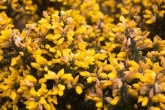 Fleur d'usine de forsythia en parc de Birmingham photographie stock Fleur d'usine de forsythia en parc de Birmingham photographie stock