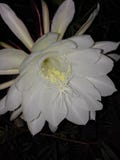 Fleur de cactus photo libre de droits Fleur de cactus photo libre de droits
