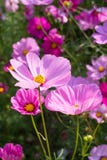 Fleur de cosmos dans le jardin Photographie stock Fleur de cosmos dans le jardin Photographie stock