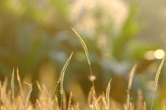 Fleur de fleur d'herbe sauvage dans un jardin avec la lumière d'or au crépuscule photo stock Fleur de fleur d'herbe sauvage dans un jardin avec la lumière d'or au crépuscule photo stock