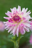 Fleur de dahlia dans la couleur rose et jaune et blanche dans la vue horizontale pendant le matin dans un jardin en été photos stock Fleur de dahlia dans la couleur rose et jaune et blanche dans la vue horizontale pendant le matin dans un jardin en été photos stock