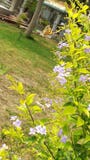 Fleur de Duranta image stock Fleur de Duranta image stock