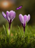 Fleur de fleur de crocus dans le coucher du soleil Fleur de fleur de crocus dans le coucher du soleil