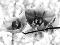 Fleur de floraison d'orchidée noire et blanche photographie stock Fleur de floraison d'orchidée noire et blanche photographie stock