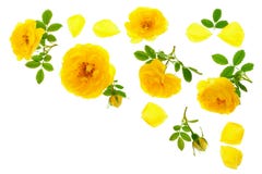 Fleur de floraison de rose sauvage de jaune d'isolement sur un fond blanc avec l'espace de copie pour votre texte Vue supérieure photos stock Fleur de floraison de rose sauvage de jaune d'isolement sur un fond blanc avec l'espace de copie pour votre texte Vue supérieure photos stock