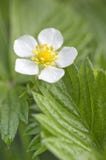 Fleur de fraisier commun Photos stock Fleur de fraisier commun Photos stock