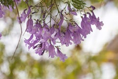 Fleur de Jacaranda image libre de droits Fleur de Jacaranda image libre de droits