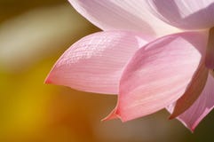 Fleur de fleur de Lotus au soleil photo stock Fleur de fleur de Lotus au soleil photo stock