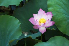 Fleur de Lotus dans le lac de lotus image stock Fleur de Lotus dans le lac de lotus image stock