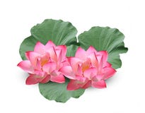Fleur de Lotus sur le fond blanc image libre de droits Fleur de Lotus sur le fond blanc image libre de droits