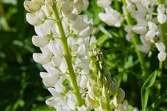 Fleur de loup blanche fleurissant dans le pré images libres de droits Fleur de loup blanche fleurissant dans le pré images libres de droits