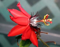 Fleur de passiflore images libres de droits Fleur de passiflore images libres de droits