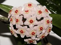 Fleur de porcelaine photographie stock Fleur de porcelaine photographie stock