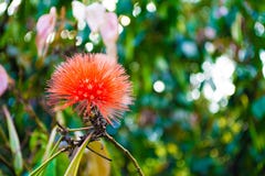 Fleur de pudica de mimosa sur la forêt image libre de droits Fleur de pudica de mimosa sur la forêt image libre de droits
