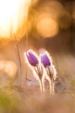 Fleur de pulsatilla de Pasque Fleur de ressort sur le fond de coucher du soleil, pré de floraison Détail gentil, bokeh coloré photo libre de droits Fleur de pulsatilla de Pasque Fleur de ressort sur le fond de coucher du soleil, pré de floraison Détail gentil, bokeh coloré photo libre de droits