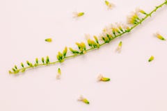 Fleur de Rose de Chinois de foyer s?lectif ou fleurs de Citharexylum Spinosum sur le fond blanc d'isolat Les noms communs incluen photographie stock Fleur de Rose de Chinois de foyer s?lectif ou fleurs de Citharexylum Spinosum sur le fond blanc d'isolat Les noms communs incluen photographie stock