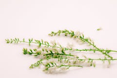 Fleur de Rose de Chinois de foyer s?lectif ou fleurs de Citharexylum Spinosum sur le fond blanc d'isolat Les noms communs incluen photos stock Fleur de Rose de Chinois de foyer s?lectif ou fleurs de Citharexylum Spinosum sur le fond blanc d'isolat Les noms communs incluen photos stock