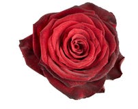 Fleur de rose de rouge d'isolement Photographie stock libre de droits Fleur de rose de rouge d'isolement Photographie stock libre de droits