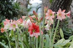 Fleur de rutilum de Hippeastrum photos stock Fleur de rutilum de Hippeastrum photos stock