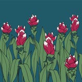 Fleur de safran des indes illustration stock Fleur de safran des indes illustration stock