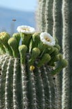 Fleur de 258 Saguaro photo stock Fleur de 258 Saguaro photo stock