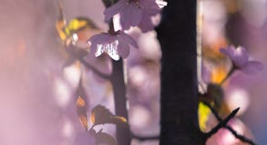 Fleur de Sakura, une cerise japonaise de fleur, dans un matin ensoleillé photographie stock Fleur de Sakura, une cerise japonaise de fleur, dans un matin ensoleillé photographie stock
