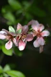 Fleur de source photo stock Fleur de source photo stock
