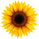 Fleur de tournesol d'isolement illustration de vecteur Fleur de tournesol d'isolement illustration de vecteur