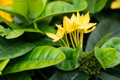 Fleur de transitoire de Yellower sur le blackground photo stock Fleur de transitoire de Yellower sur le blackground photo stock