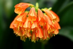 Fleur en forme de cloche Photographie stock Fleur en forme de cloche Photographie stock