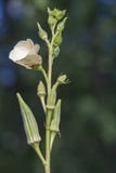 Fleur et fruits de gombo image stock Fleur et fruits de gombo image stock