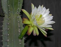 Fleur et plante de cactus de cierge de floraison de nuit blanche photographie stock Fleur et plante de cactus de cierge de floraison de nuit blanche photographie stock
