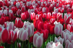 Fleur florale de ressort Lit de fleurs rose, rouge et pourpre vibrant avec l'effet de lumière naturelle en jardin néerlandais Ce photographie stock libre de droits Fleur florale de ressort Lit de fleurs rose, rouge et pourpre vibrant avec l'effet de lumière naturelle en jardin néerlandais Ce photographie stock libre de droits