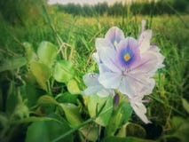 Fleur gentille images stock Fleur gentille images stock