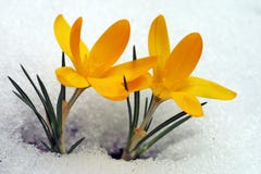 Fleur jaune