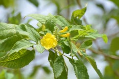 Fleur jaune d'arbre d'aurea de Tabebuia de gaudichaudi de Tecoma images libres de droits Fleur jaune d'arbre d'aurea de Tabebuia de gaudichaudi de Tecoma images libres de droits