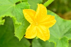 Fleur jaune d'un concombre photos stock Fleur jaune d'un concombre photos stock